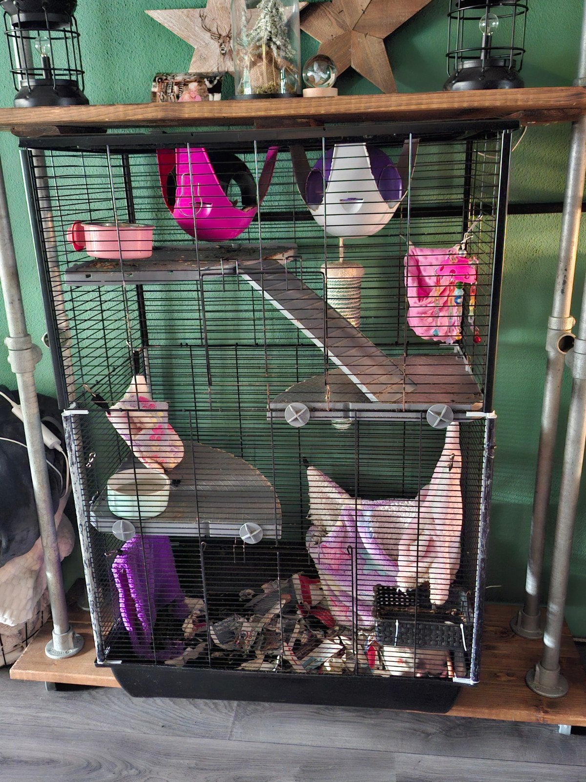 tamme ratten mannetjes, Dieren en Toebehoren, Knaagdieren, Januari, Mannelijk, Rat