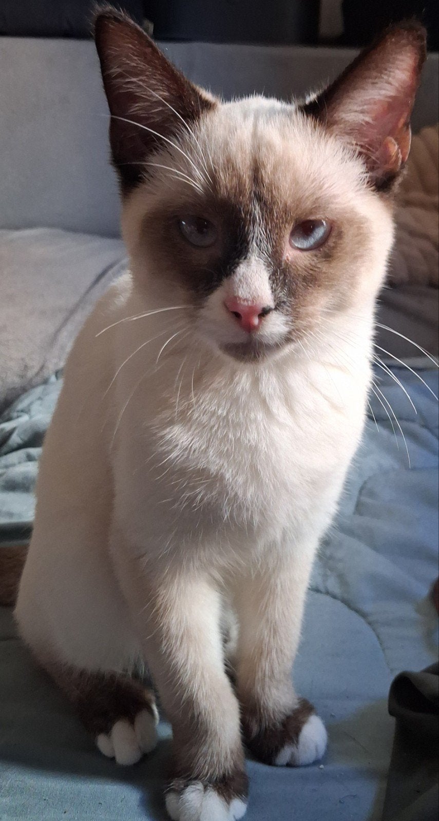 kruising Siamees Ragdoll katertje volledig in orde., Kater, Gechipt, 0 tot 2 jaar