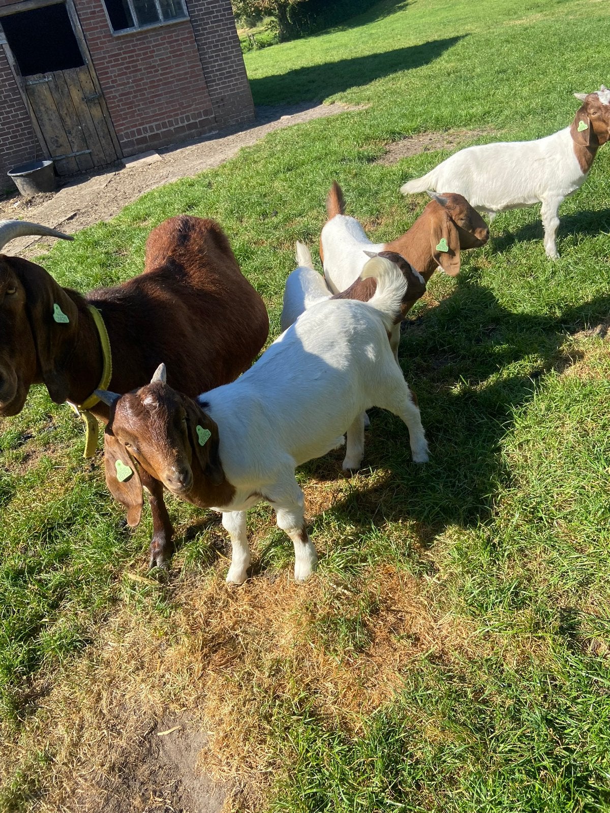Boergeiten, Dieren en Toebehoren, Meerdere dieren, Geit