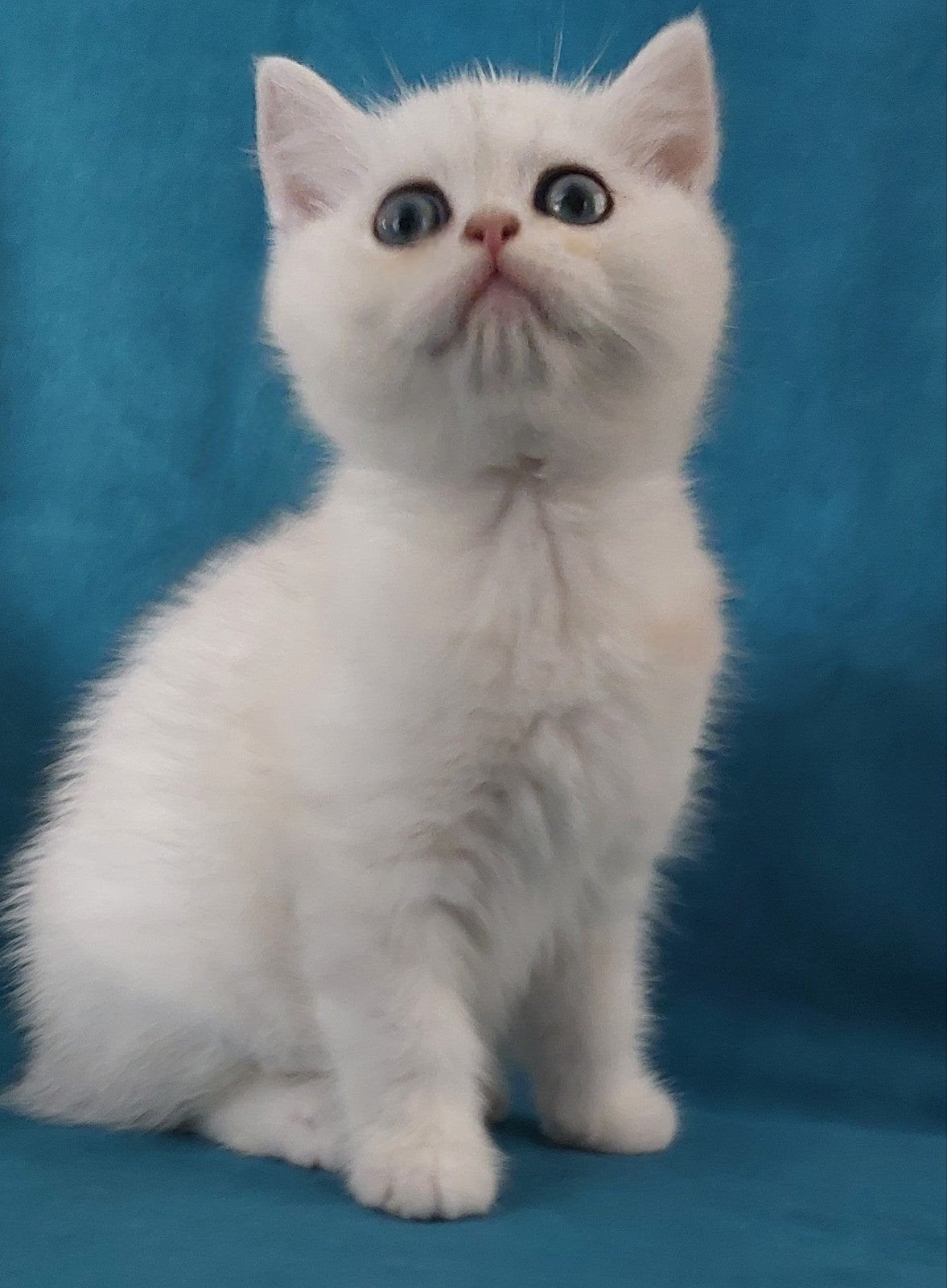 Prachtige Brits/britse korthaar kittens uit kampioenslijnen!, Dieren en Toebehoren, Katten en Kittens | Raskatten | Korthaar, Meerdere dieren
