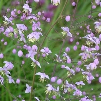 Ruit (Thalictrum delavayi) te koop, Ophalen, Overige soorten, Volle zon