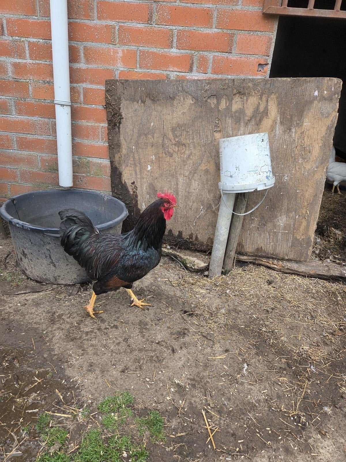Zuivere barnevelder haan, Dieren en Toebehoren, Mannelijk, Kip