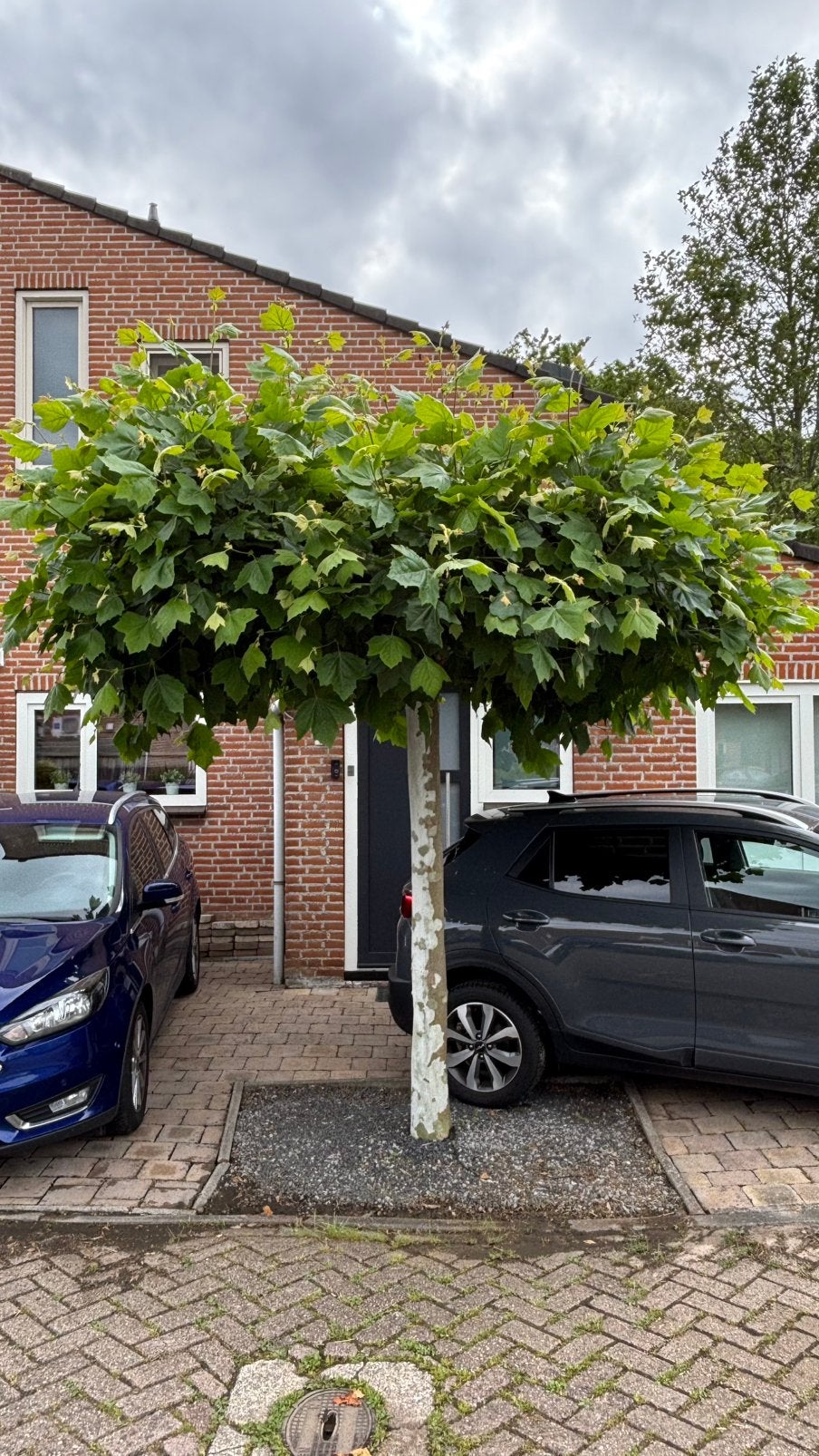 Gratis plataan! Wel zelf uit de grond halen., Ophalen, Volle zon, Overige soorten
