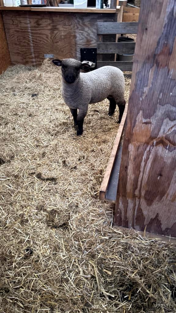 Shropshire ramlam ram, Mannelijk, Schaap