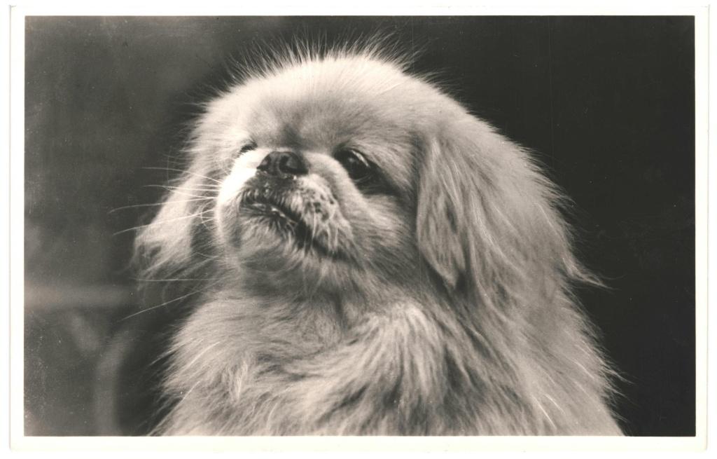 967449	pekingees  Hond	Hondje	Nette oude kaart Onbeschreven, Ophalen of Verzenden, 1920 tot 1940, Ongelopen, Hond of Kat