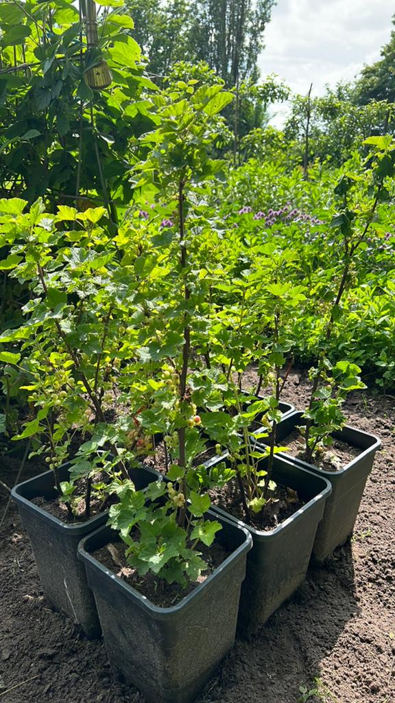 Bessen rood / framboos / geel / beide vruchtdragend, Tuin en Terras, Ophalen of Verzenden, Minder dan 100 cm, Overige soorten