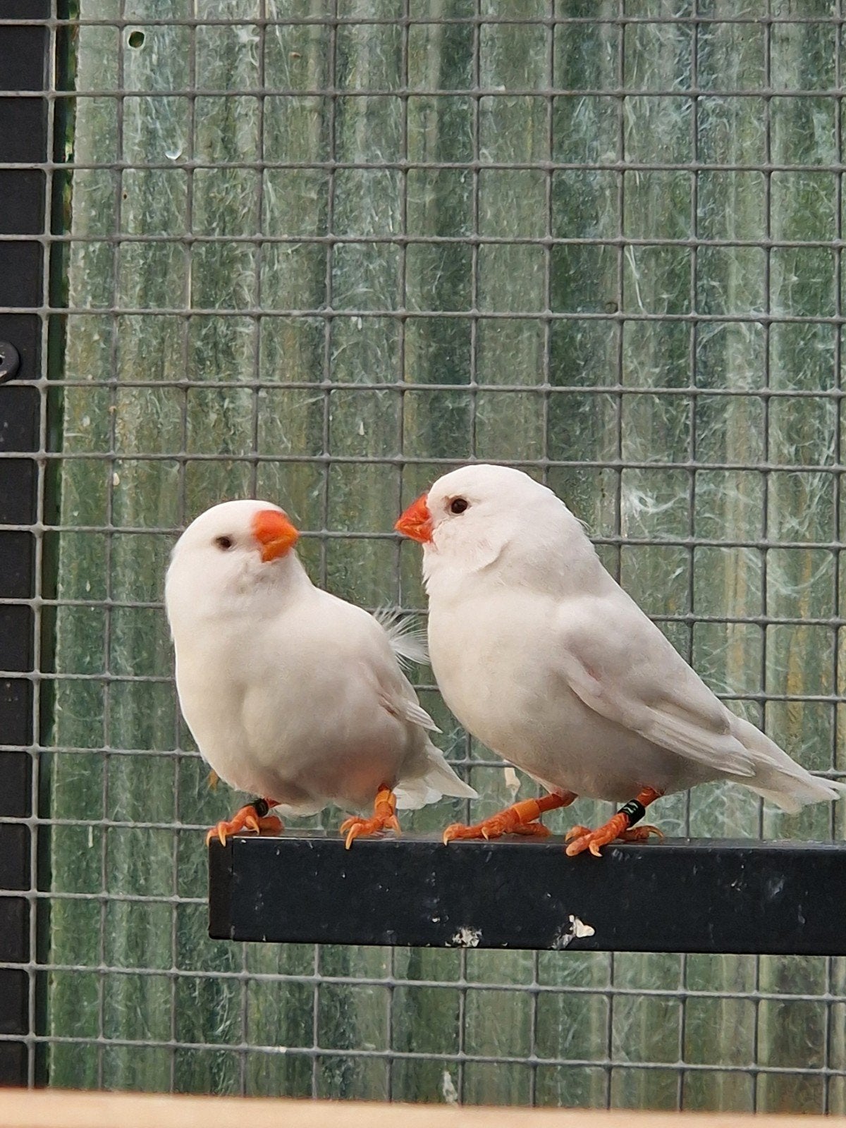 Groot formaat koppel witte zebravinken, Dieren en Toebehoren, Meerdere dieren, Tropenvogel, Geringd