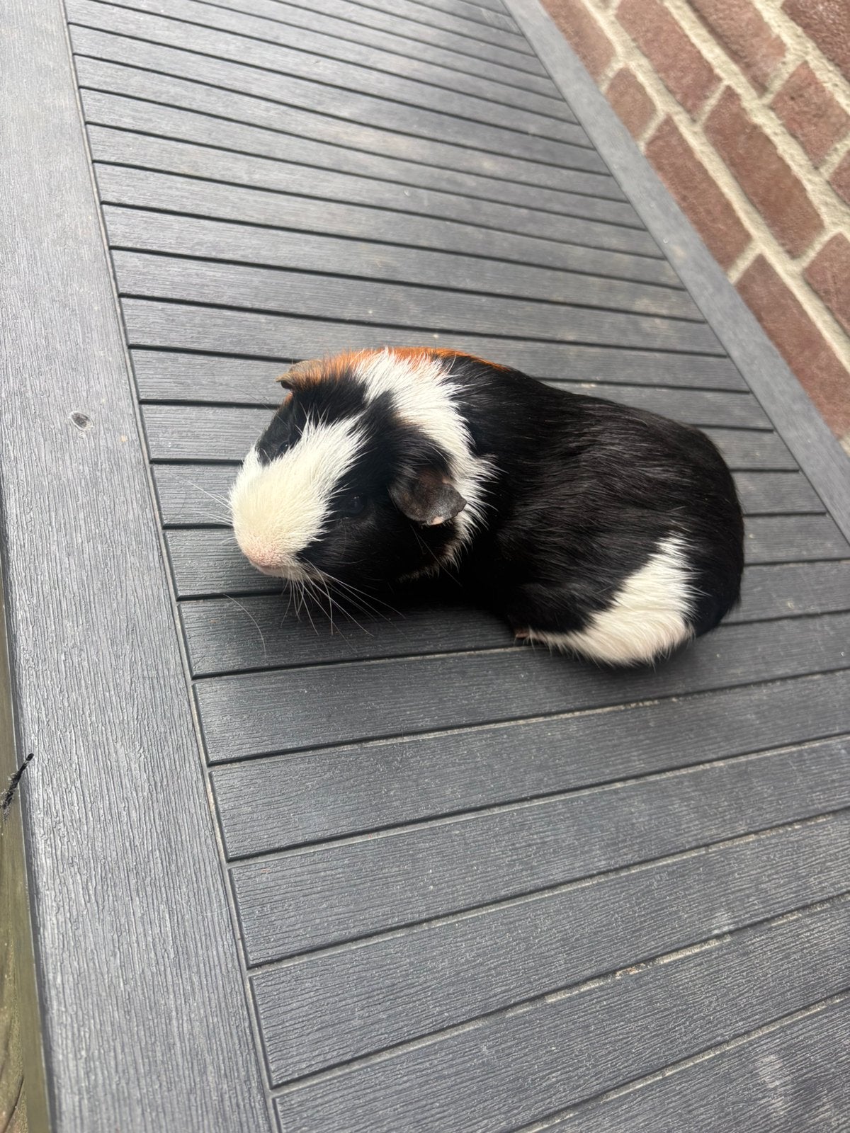 Gezocht zeugje om een nestje te maken, Augustus, Meerdere dieren, Cavia