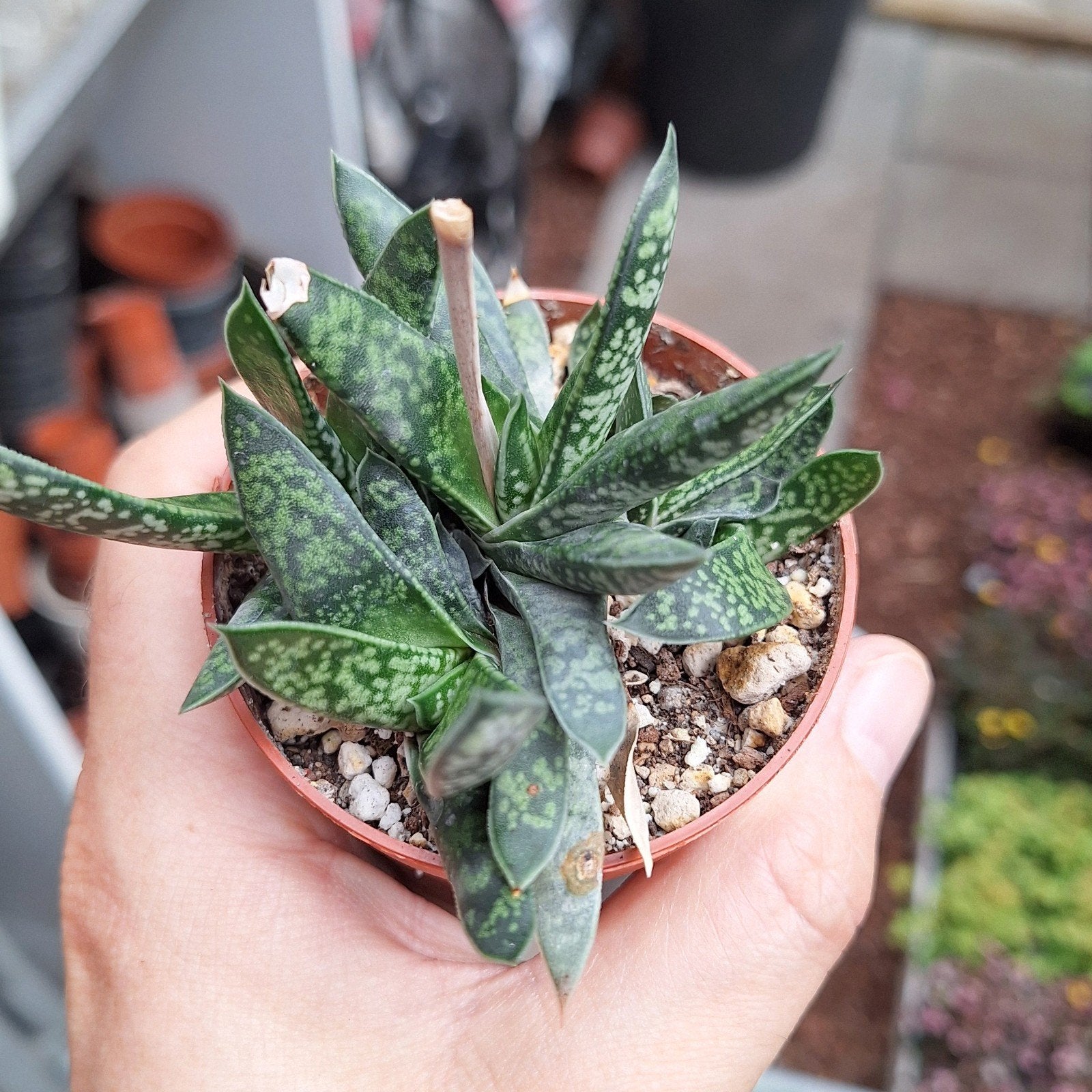 vetplantjes, Ophalen of Verzenden, Halfschaduw, Minder dan 100 cm