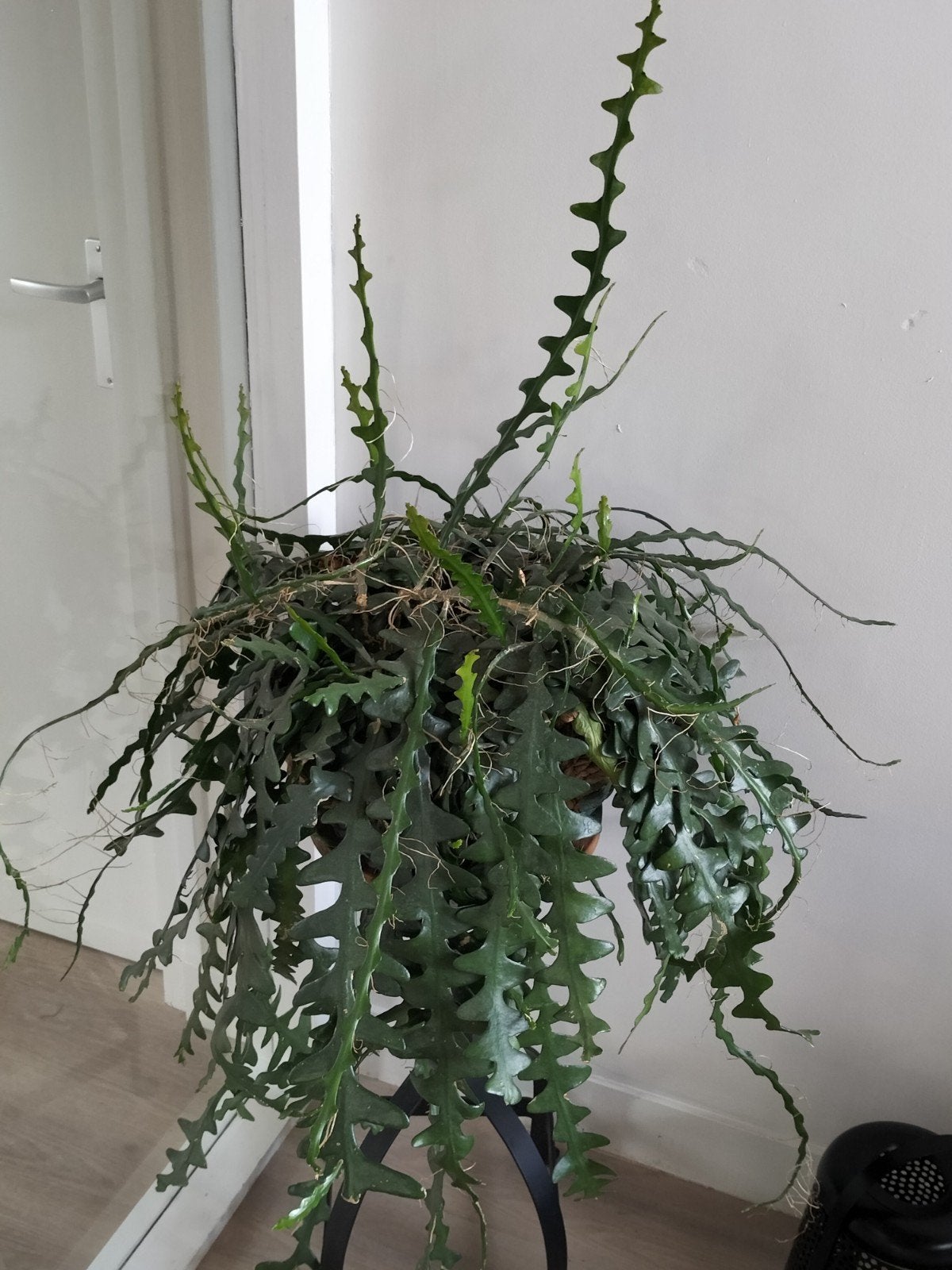 Mooie en unieke cactus in pot, Huis en Inrichting, Kamerplanten, Ophalen of Verzenden