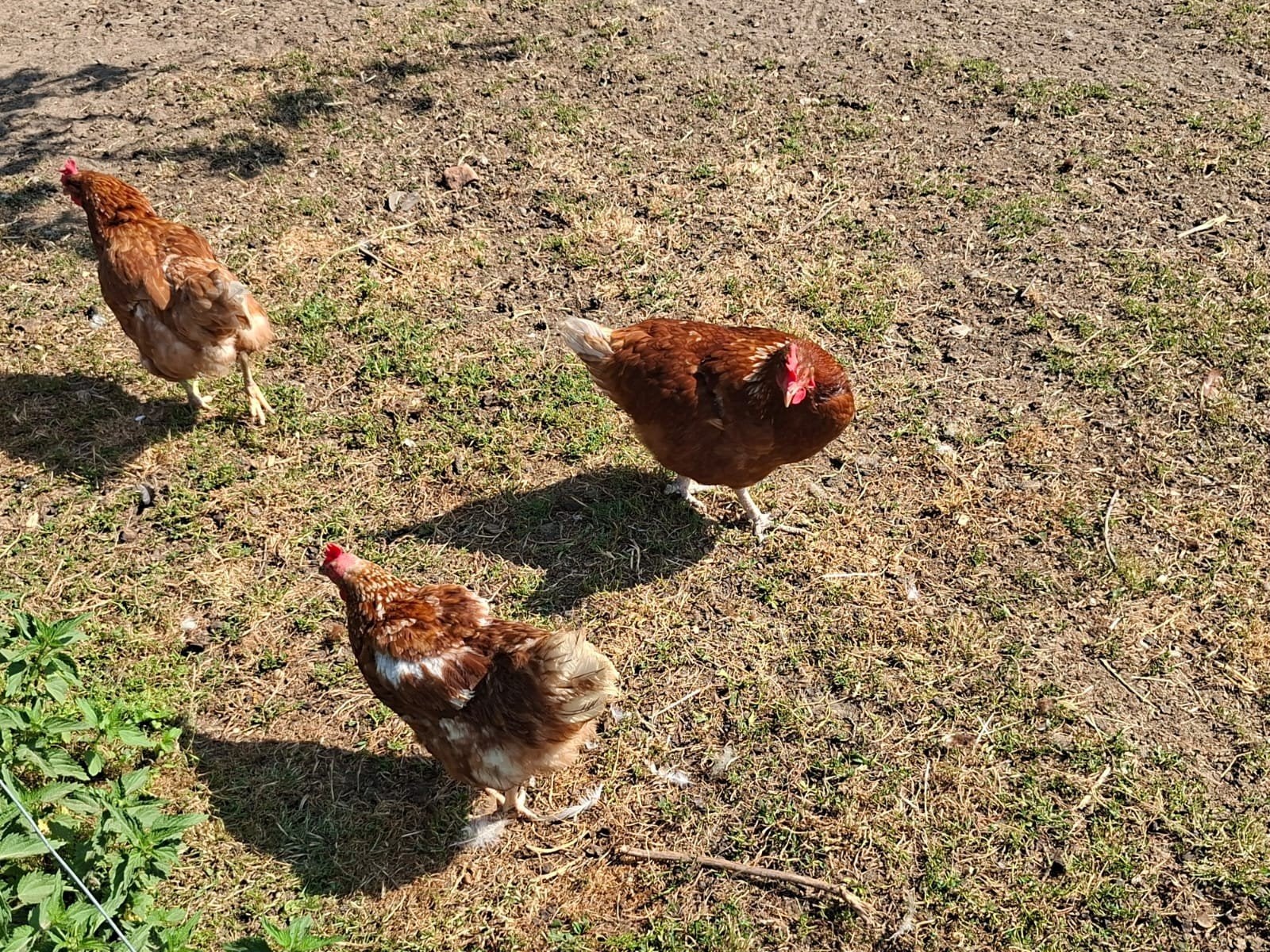Prachtige Lohmann leghennen, Dieren en Toebehoren, Vrouwelijk, Kip