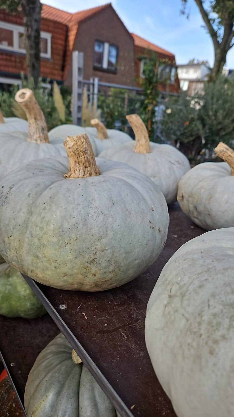 Pompoenen Halloween - eetbaar - sier, Ophalen, Eenjarig, Groenteplanten, Volle zon