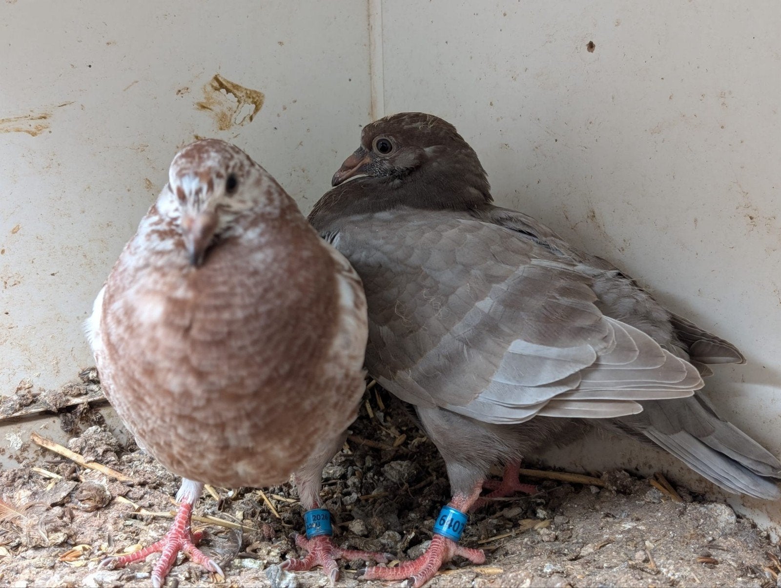 2 tilkropper piepers, Geslacht onbekend, Kropper