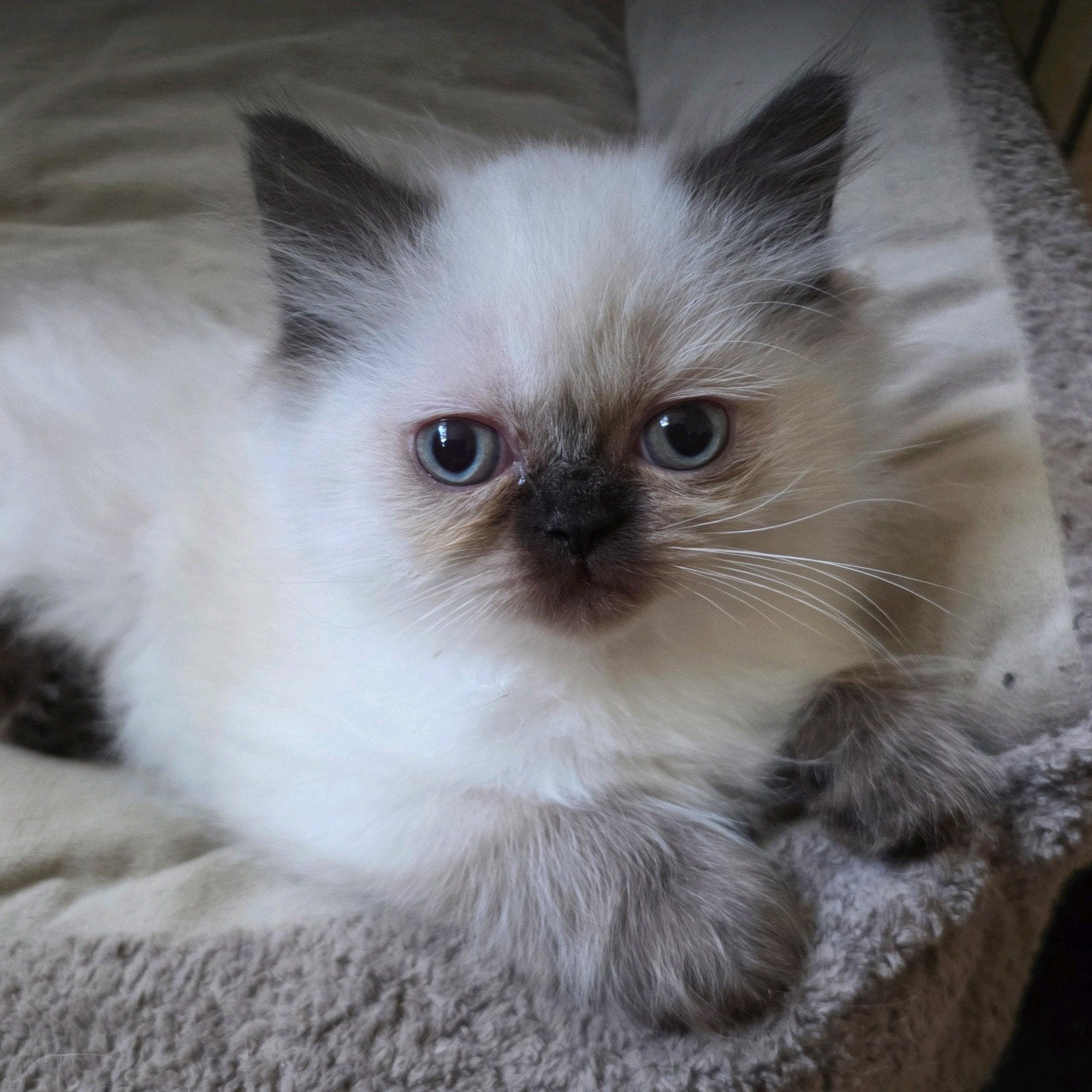 perzische kitten vrouwtje, Dieren en Toebehoren, Poes, Ontwormd