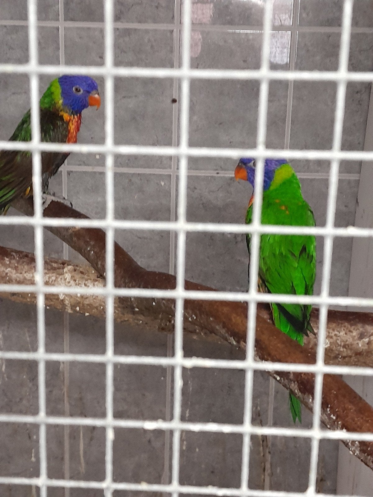 vogels, Dieren en Toebehoren, Vrouwelijk, Parkiet