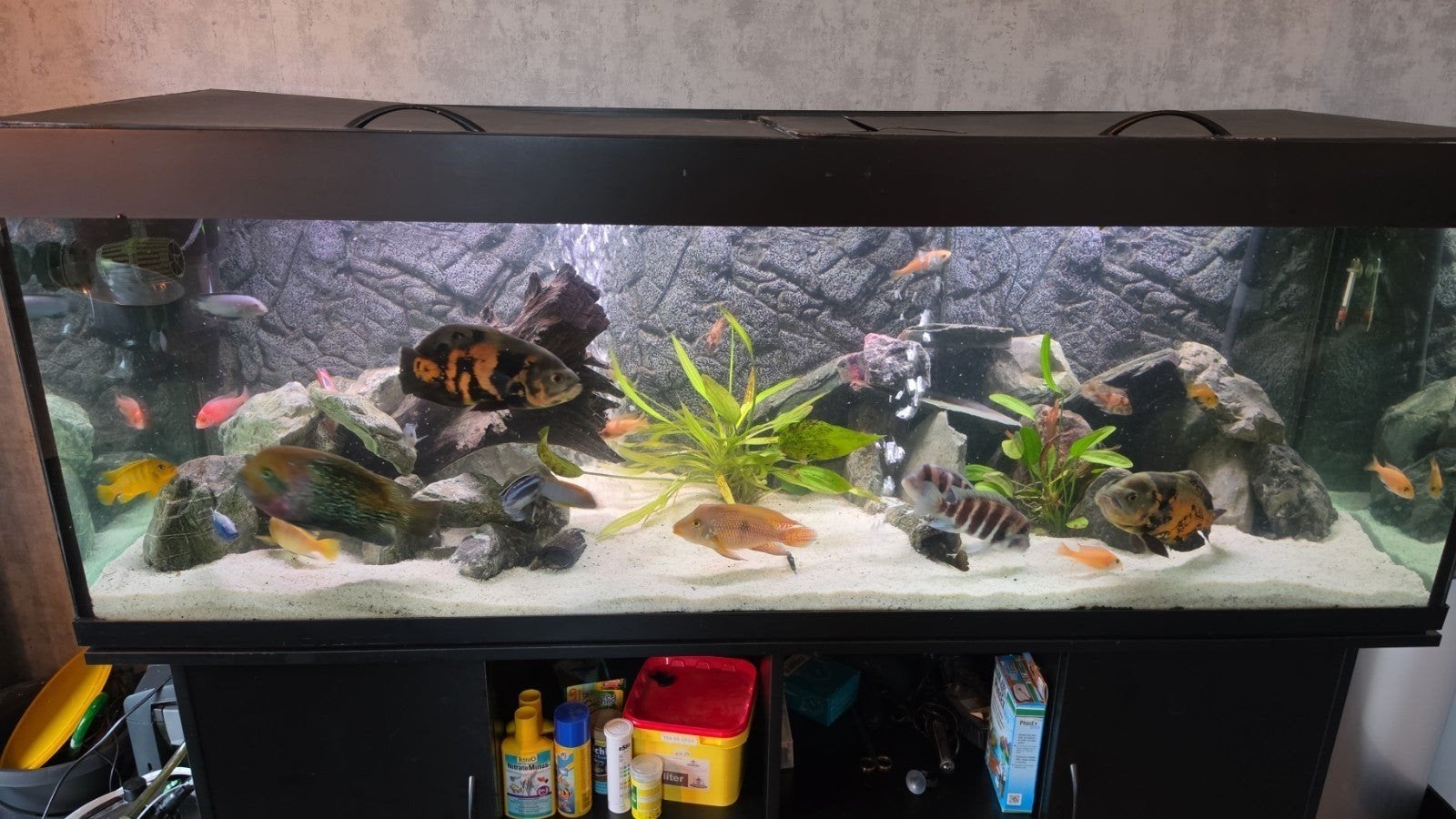 aquarium compleet 180x65x60, Ophalen of Verzenden, Inclusief vissen, Gebruikt, Gevuld zoetwateraquarium