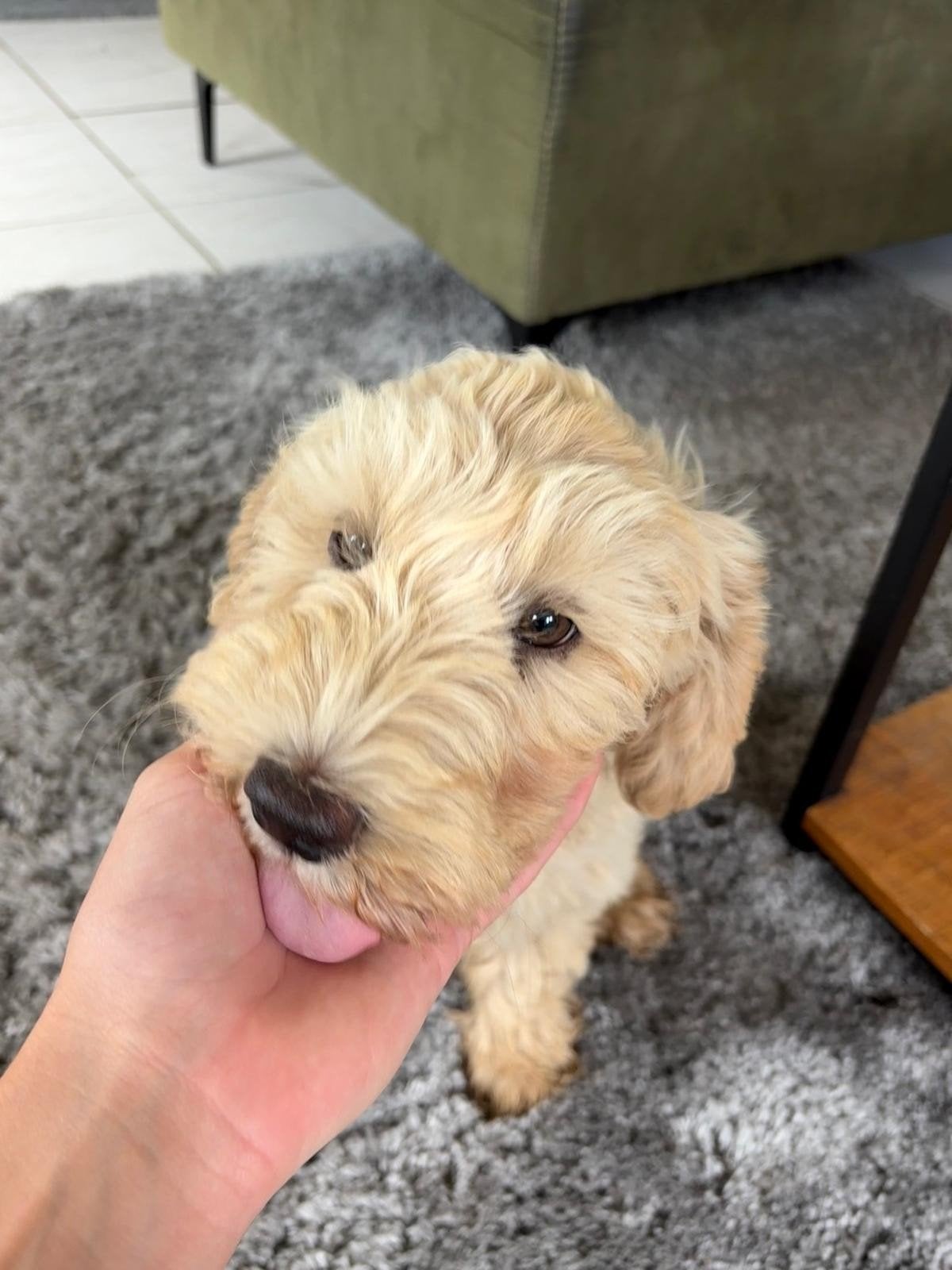 Australian labradoodle pup, 8 tot 15 weken, Eén hond, Nederland, Particulier