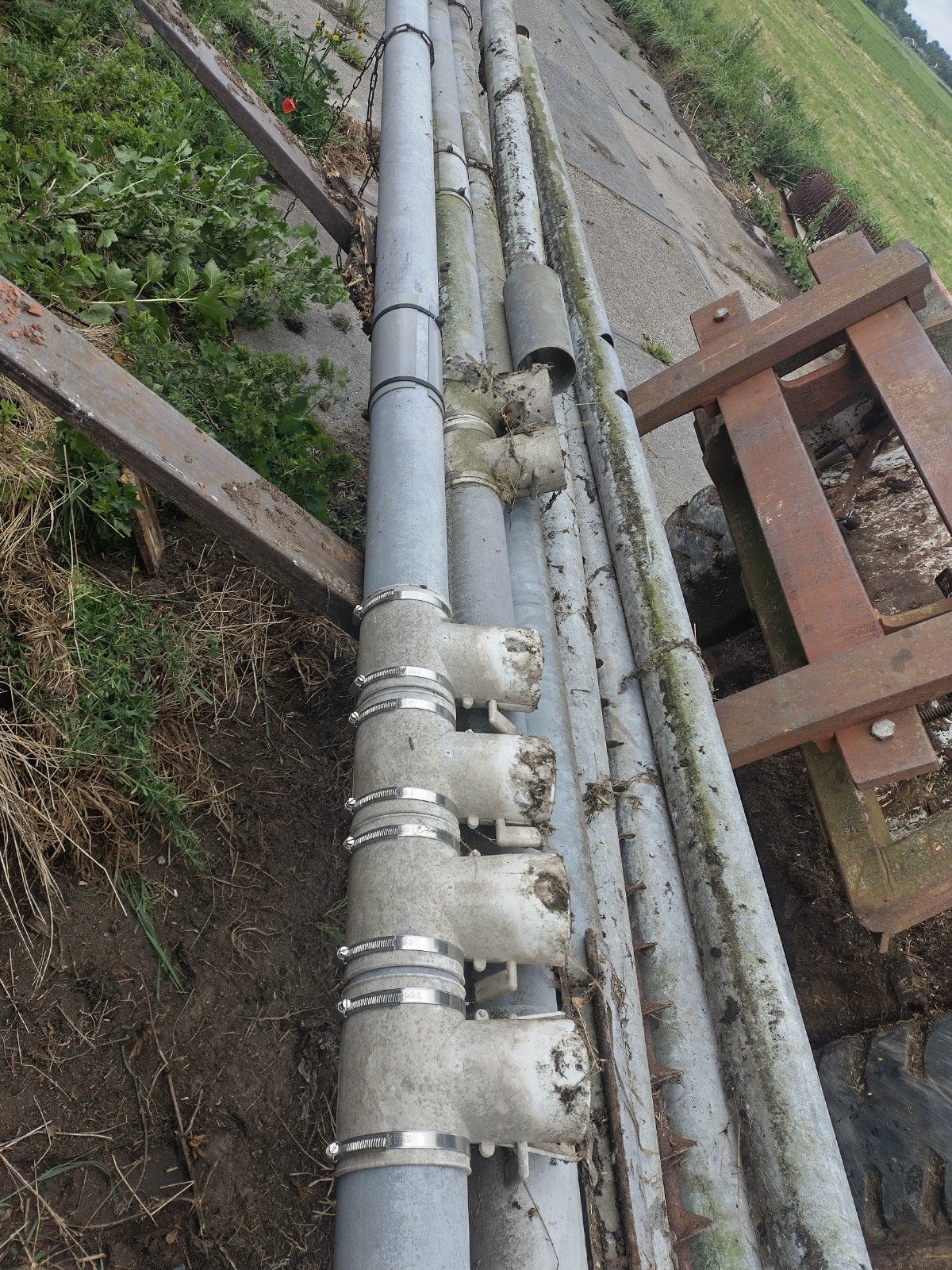 Te koop vijzels diverse lengtes, Dieren en Toebehoren, Meerdere dieren, Schaap
