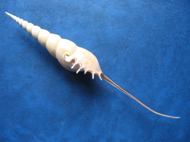 Schelpen: Tibia fusus L. f++/gem 180-190mm+, Verzenden, Schelp(en)
