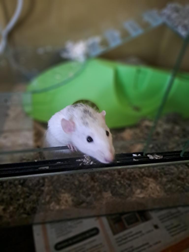 Tame ratten, Dieren en Toebehoren, Knaagdieren, November, Mannelijk, Rat