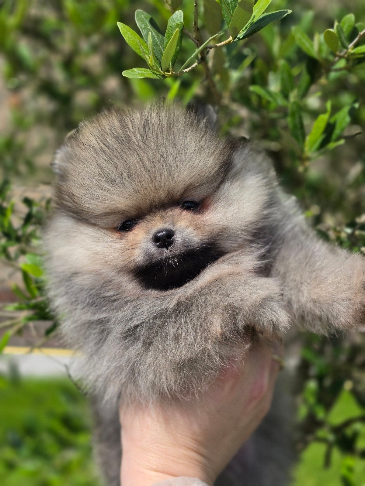 Pomeranian pomeriaan dwergkees pups, Parvo, Keeshond, 8 tot 15 weken, Meerdere