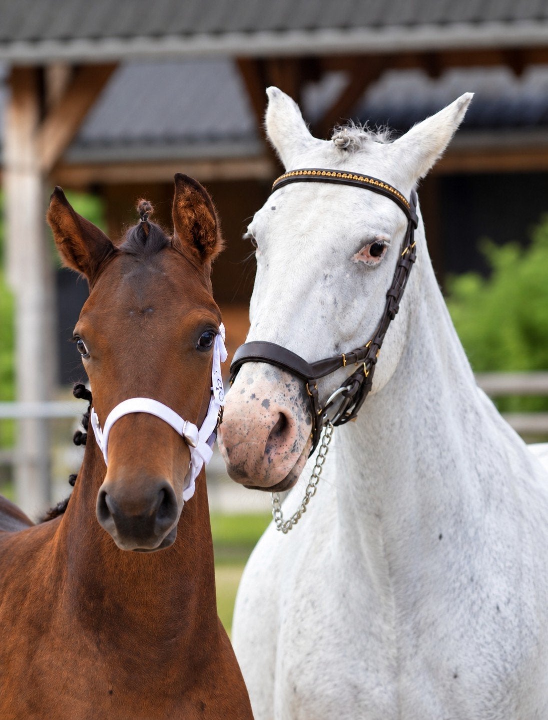 Miss Moony, Dieren en Toebehoren, Merrie, Minder dan 160 cm, Dressuurpaard, 0 tot 2 jaar