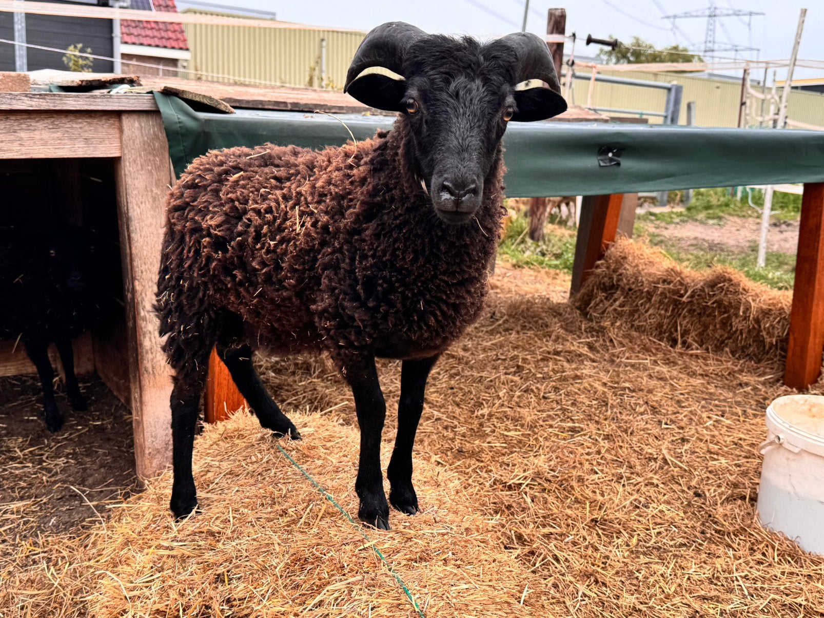Prachtige ouessant ram van 20 april 2026 - heel tam, Mannelijk, Schaap, 0 tot 2 jaar