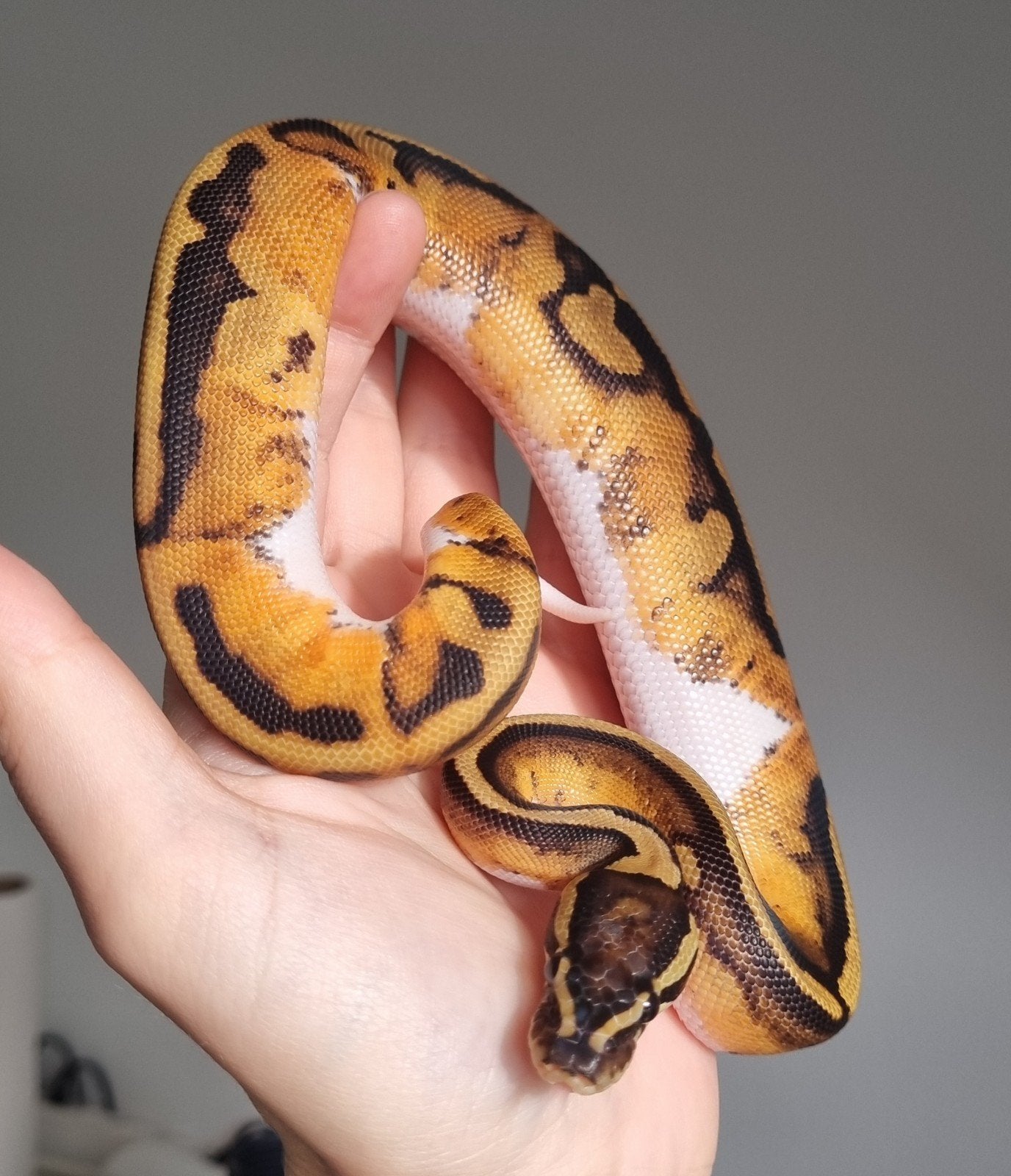 1.0 piebald het lavender albino koningspython Ball Python photo 3