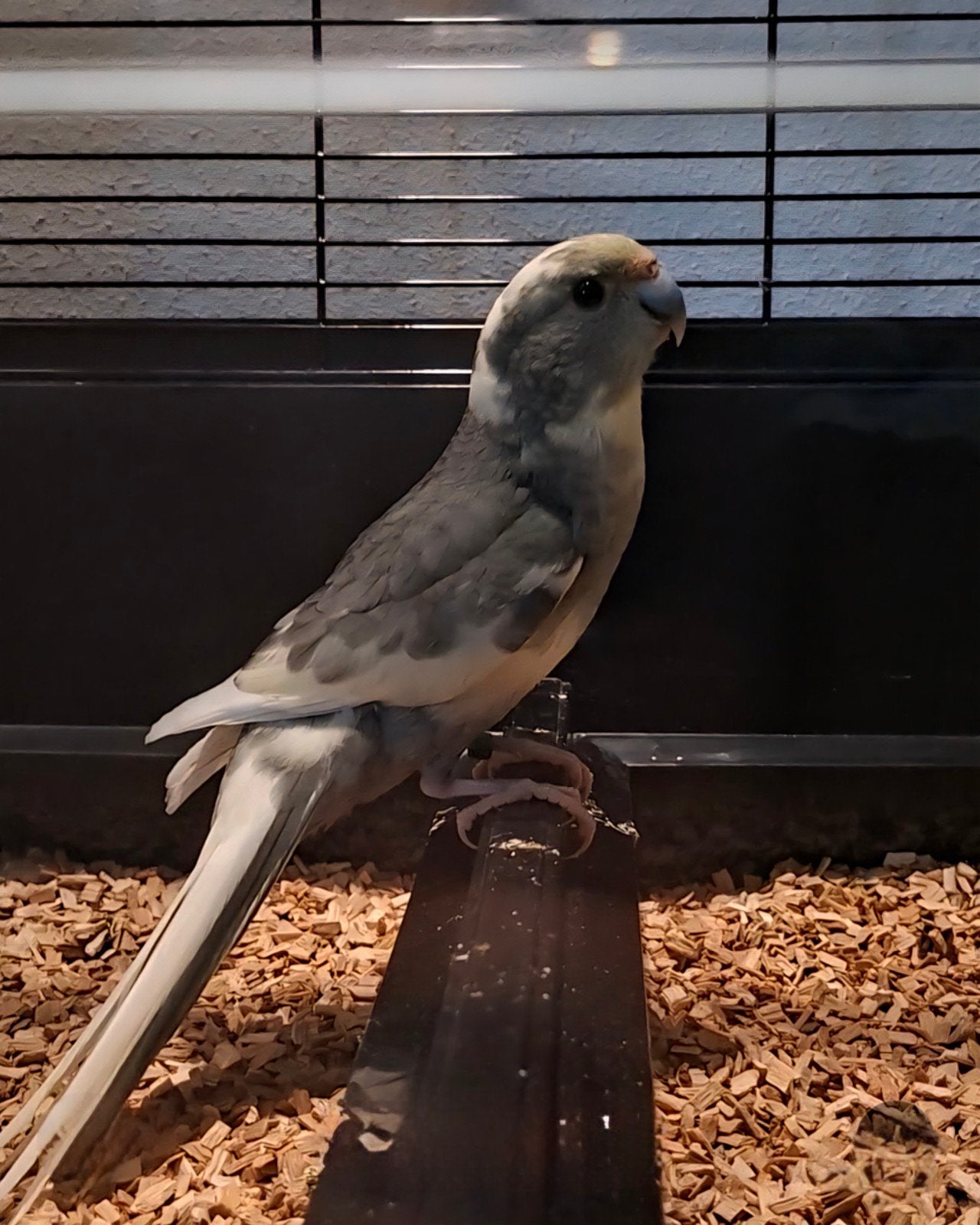 kakariki met kooi, Dieren en Toebehoren, Mannelijk, Parkiet, Geringd