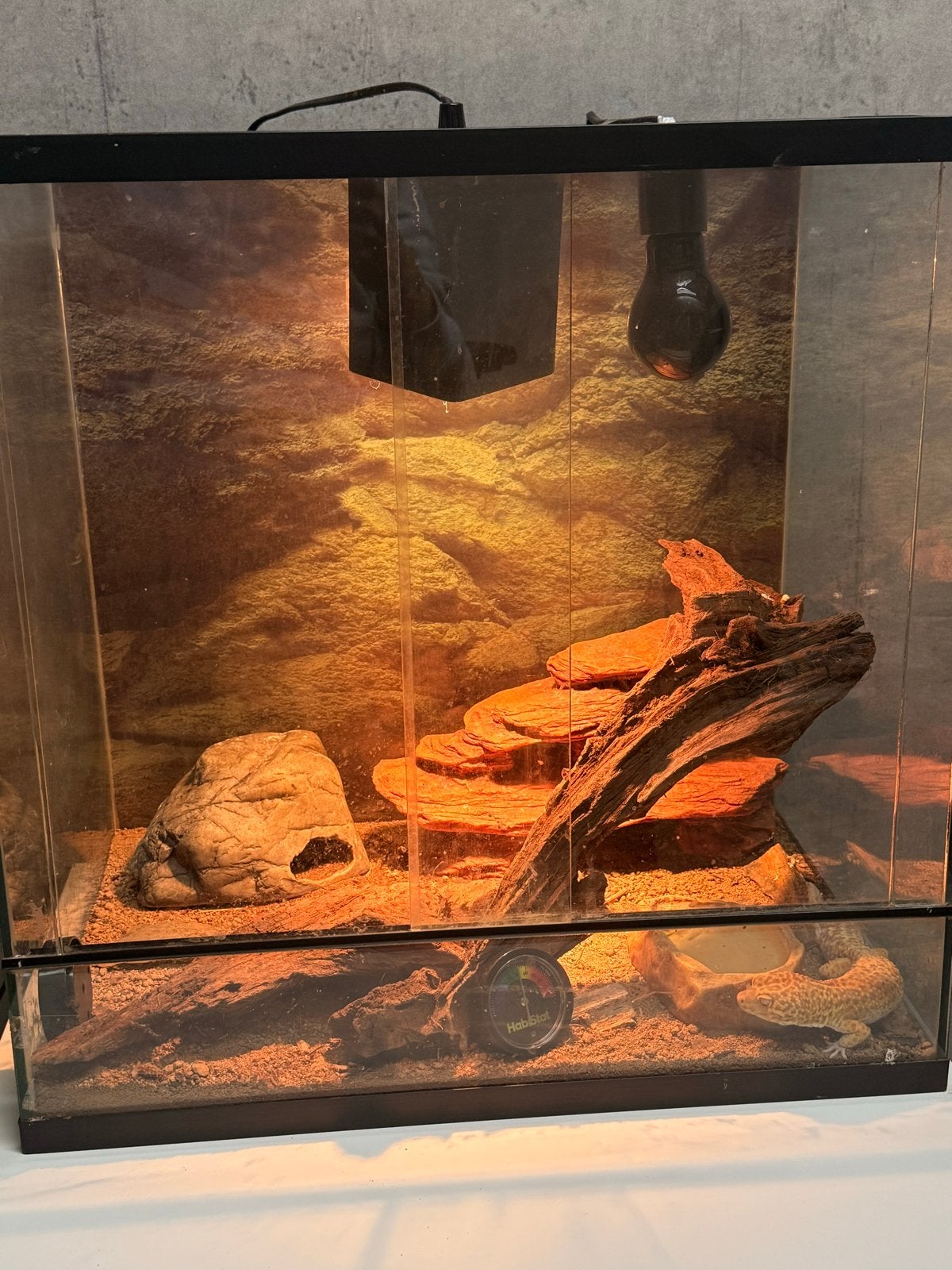 Luipaard gekko jnclusief terrarium Leopard Gecko photo 2