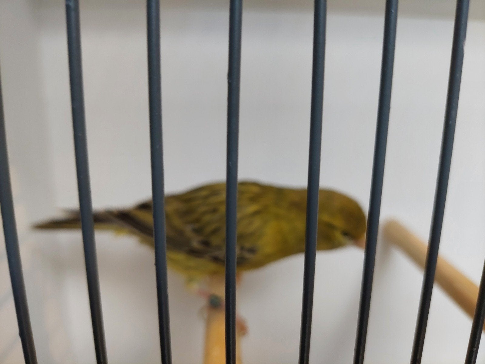 agaatgeel kanarie man, Dieren en Toebehoren