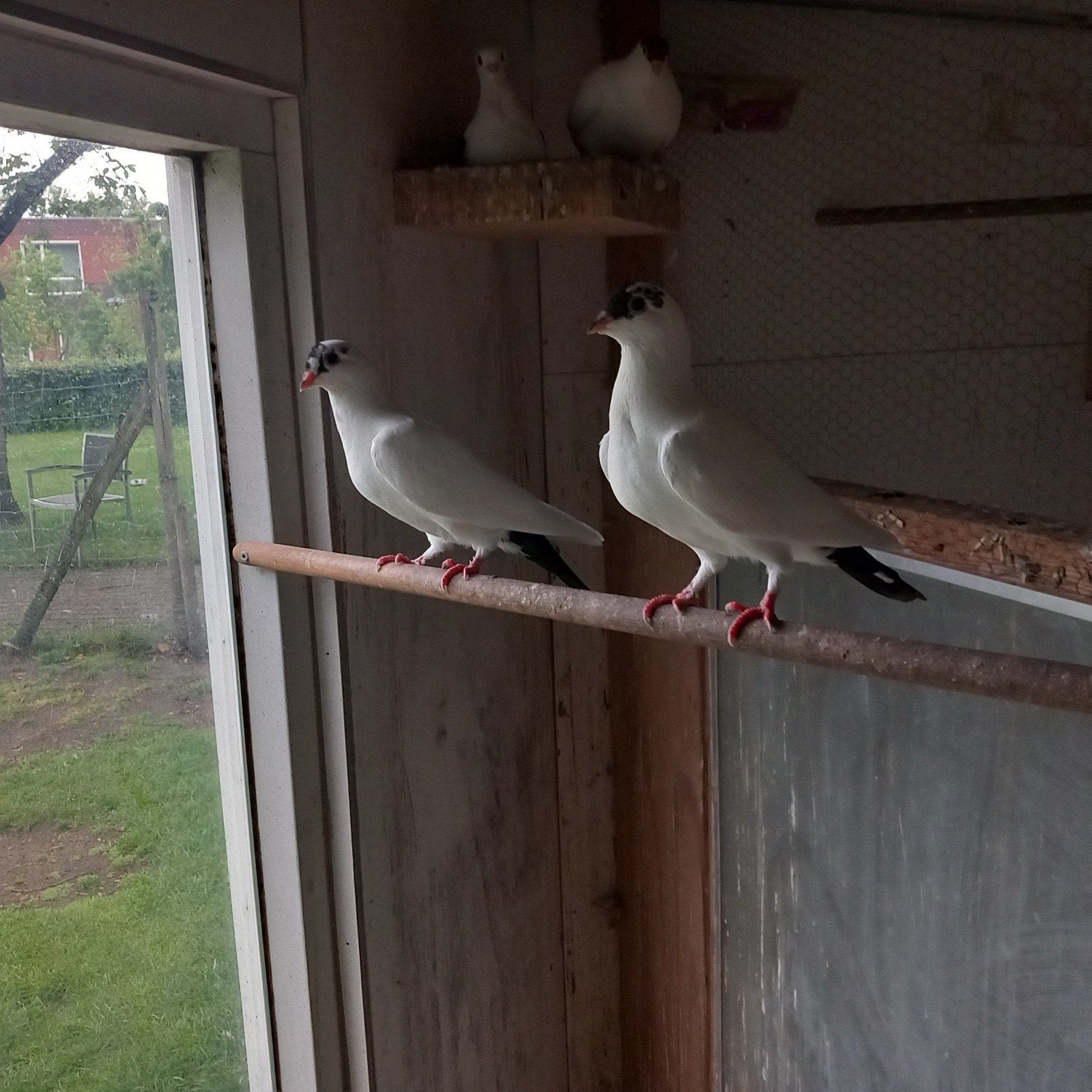Jonge helmduiven, Dieren en Toebehoren, Meerdere dieren, Postduif