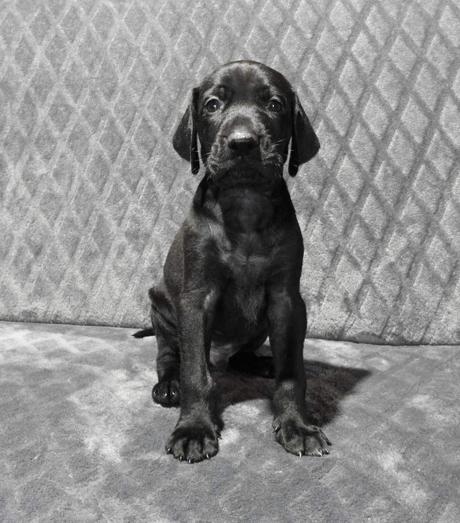 Duitse staande korthaar pups, Dieren en Toebehoren, Duitse Staande hond, België, Fokker | Hobbymatig, Parvo