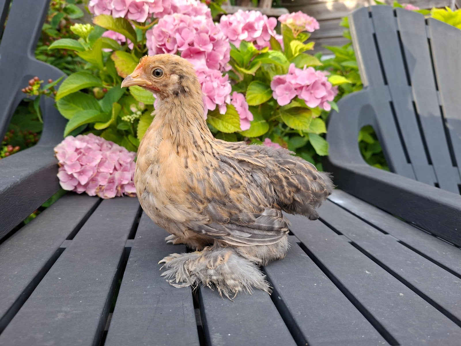 Cochin kriel hennen,  kuikens  ,div kleuren, Dieren en Toebehoren, Pluimvee, Vrouwelijk, Kip