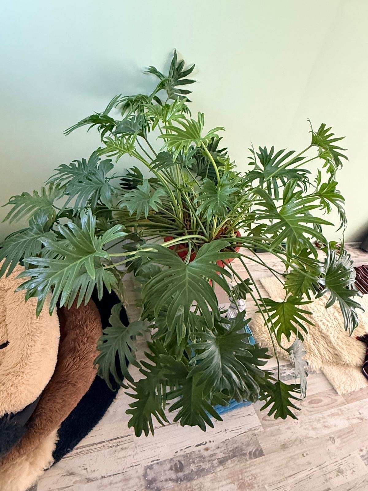 Grote Philodendron: Echte pakkende blikvanger!, Huis en Inrichting, Kamerplanten, Ophalen, 100 tot 150 cm, Overige soorten, Halfschaduw
