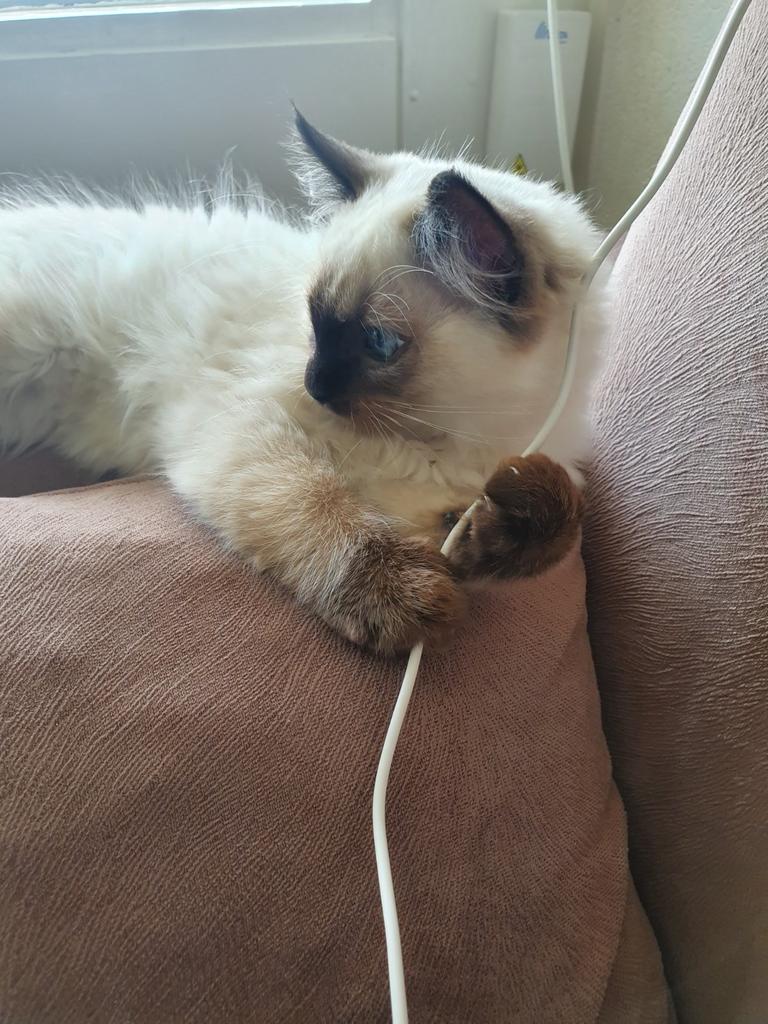 Ragdoll, Poes, Ontwormd