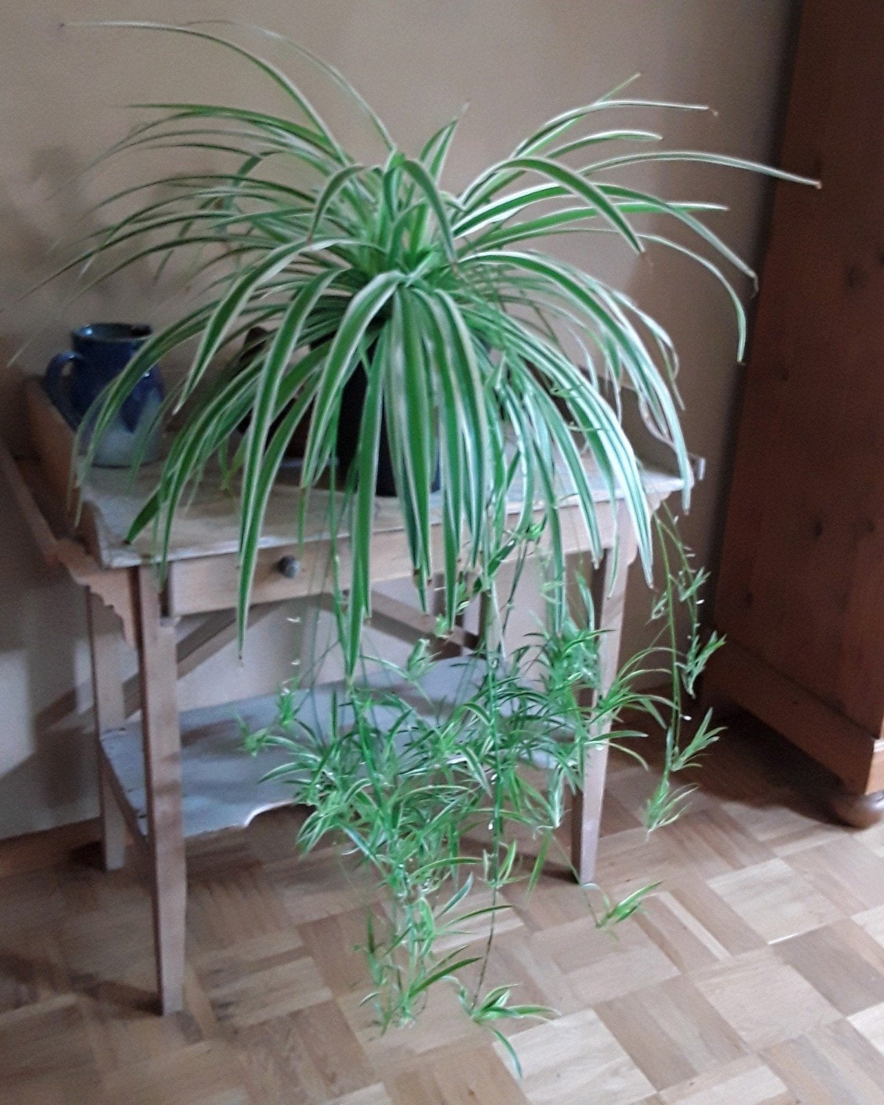 Zeer grote en gezonde graslelie met veel stekjes + bloempot, Ophalen, Halfschaduw, Minder dan 100 cm