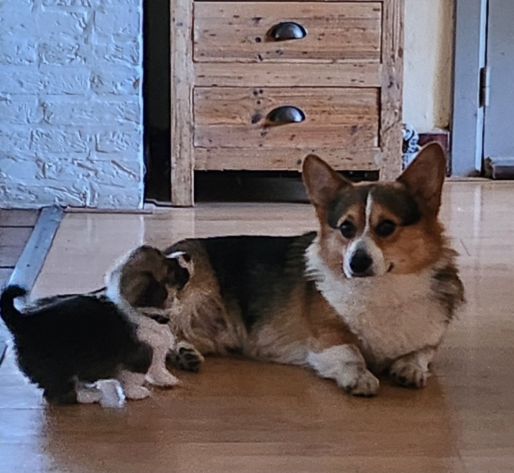 Welsh corgi pembroke ter dekking, België, Fokker | Hobbymatig, Reu, Meerdere