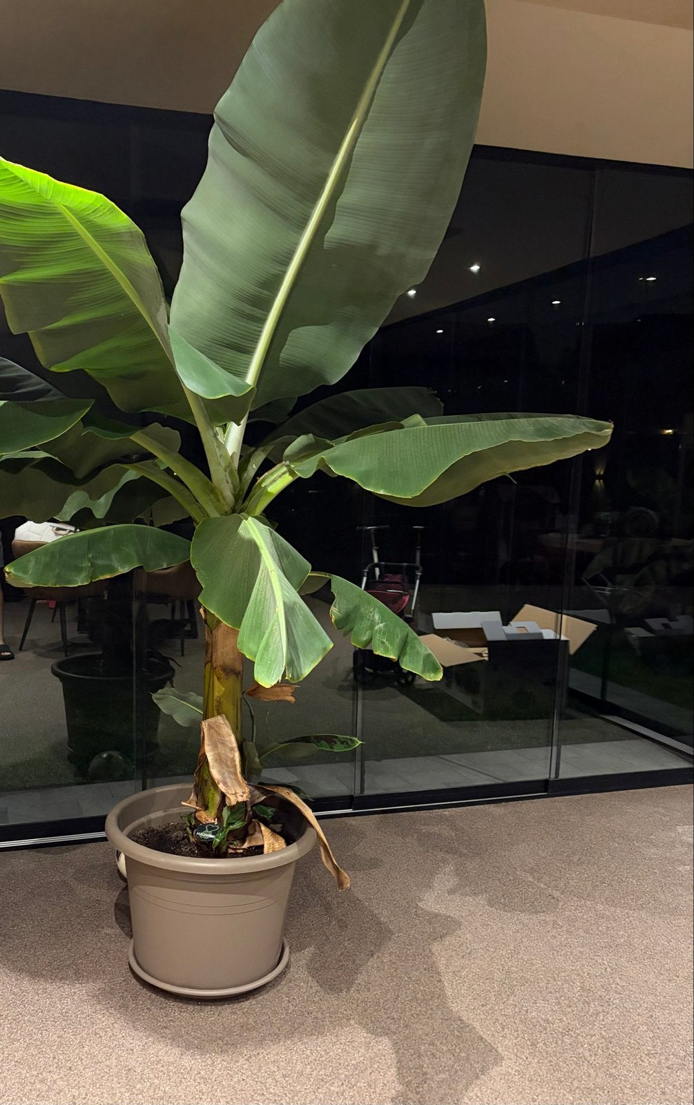 Grote bananenplant (Musa) in pot, Tuin en Terras, Ophalen, Vaste plant, Overige soorten, Volle zon