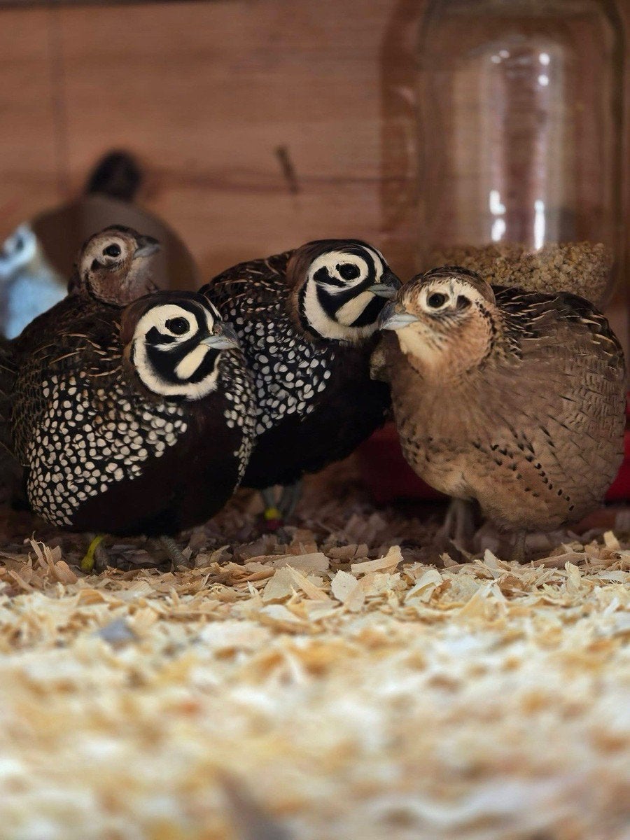 Montezuma hen, aan de leg, te koop, Dieren en Toebehoren, Meerdere dieren