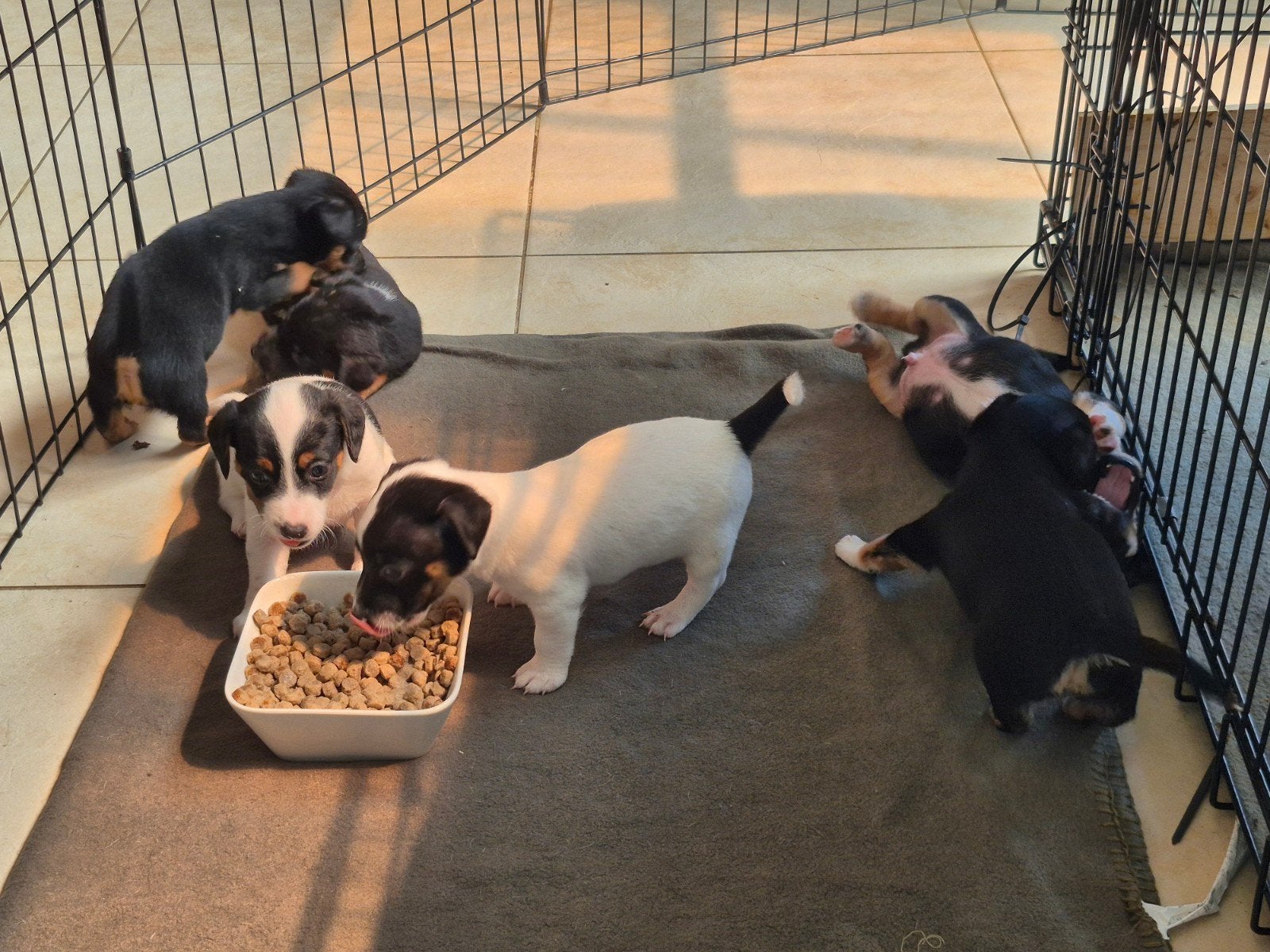 De mooiste en liefste Jack-Russel pups!, Parvo, 8 tot 15 weken, Meerdere, Meerdere dieren