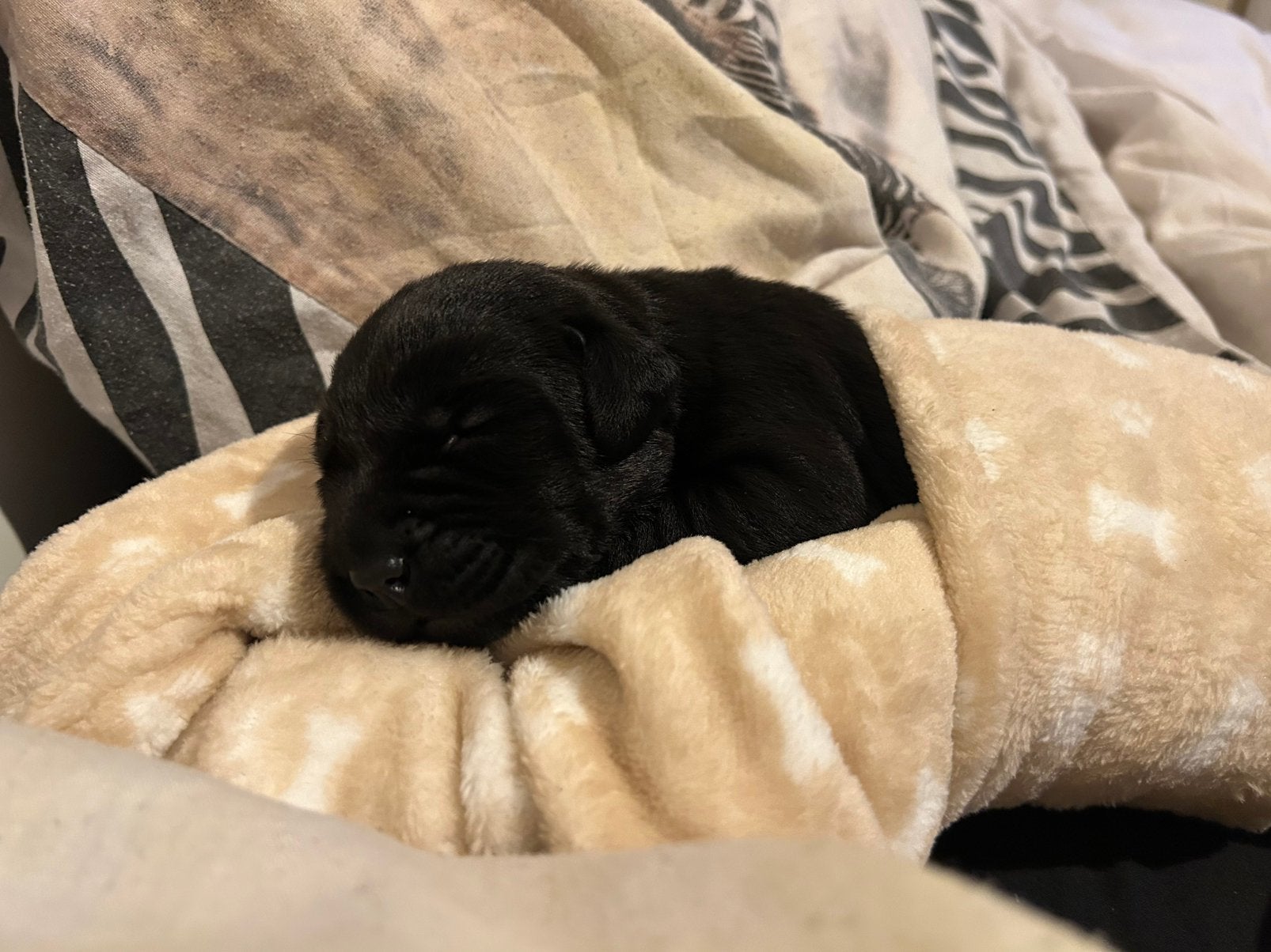 Zwarte labrador puppy, 1 teefje beschikbaar met stamboom, Reu, 8 tot 15 weken, Labrador retriever, CDV (hondenziekte)