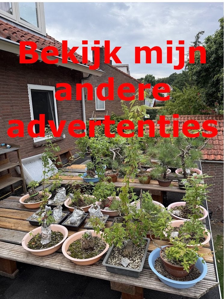 Japanse Witte Den Bonsai, Ophalen of Verzenden