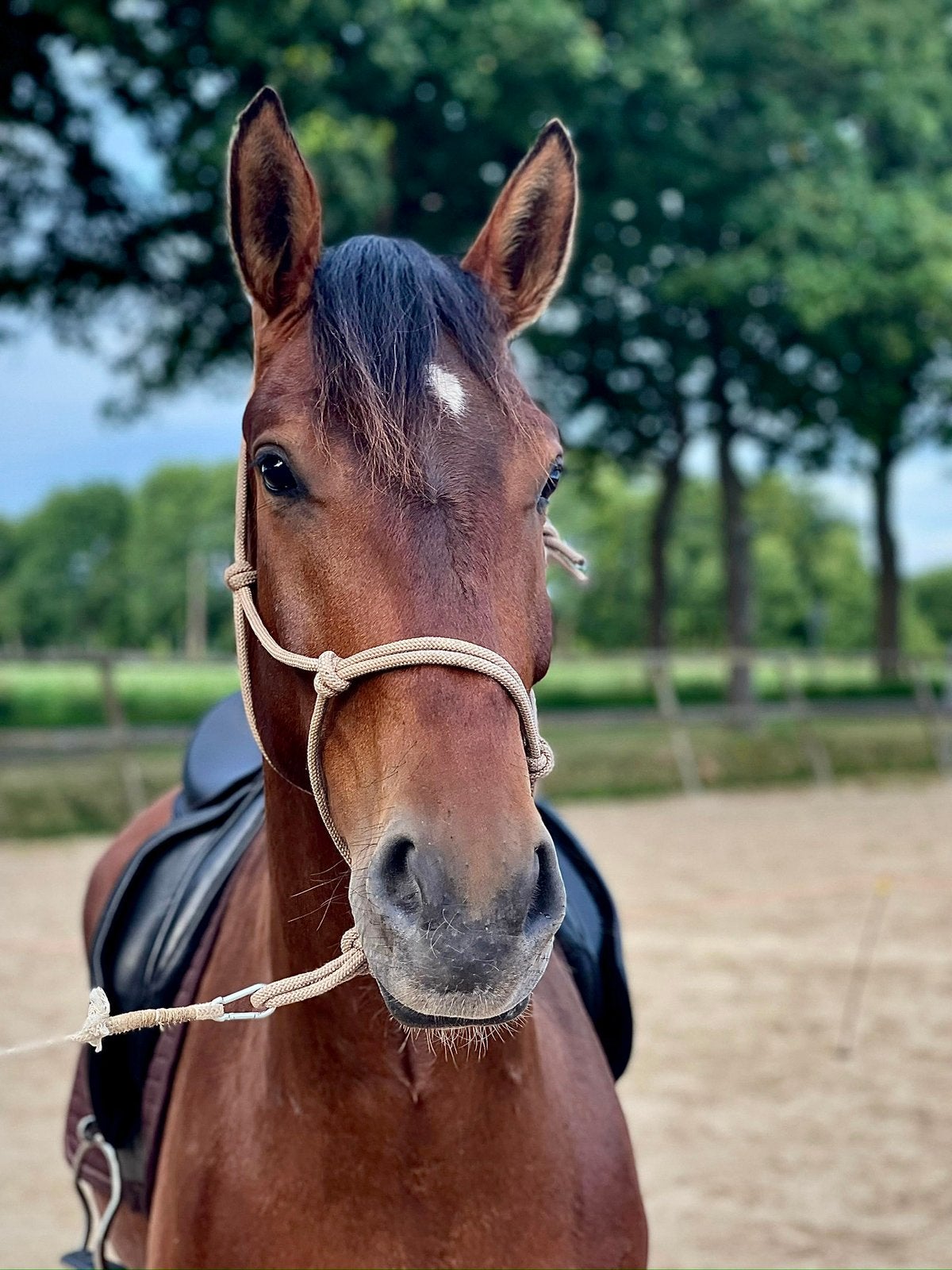 5-jarige ruin onbeleerd, Ruin, Recreatiepaard, 3 tot 6 jaar
