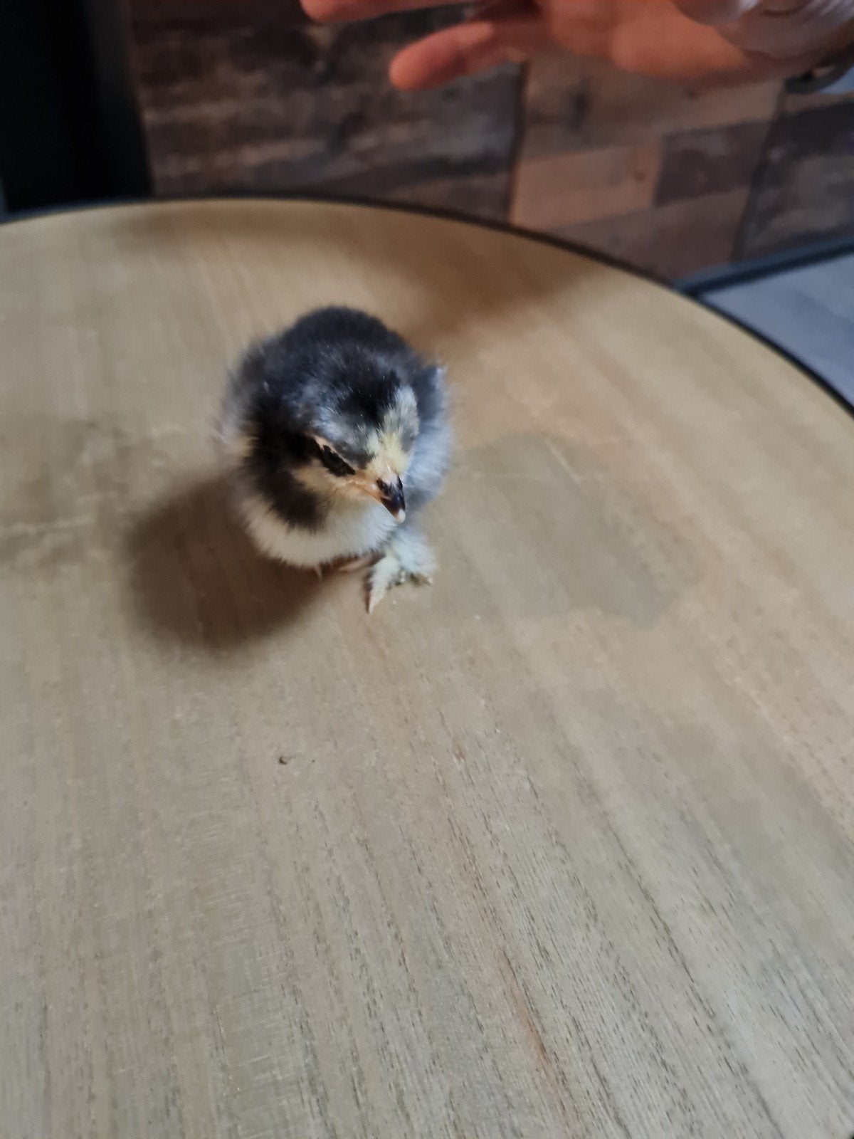 hele mooie cochin kuikens, Dieren en Toebehoren, Geslacht onbekend, Kip