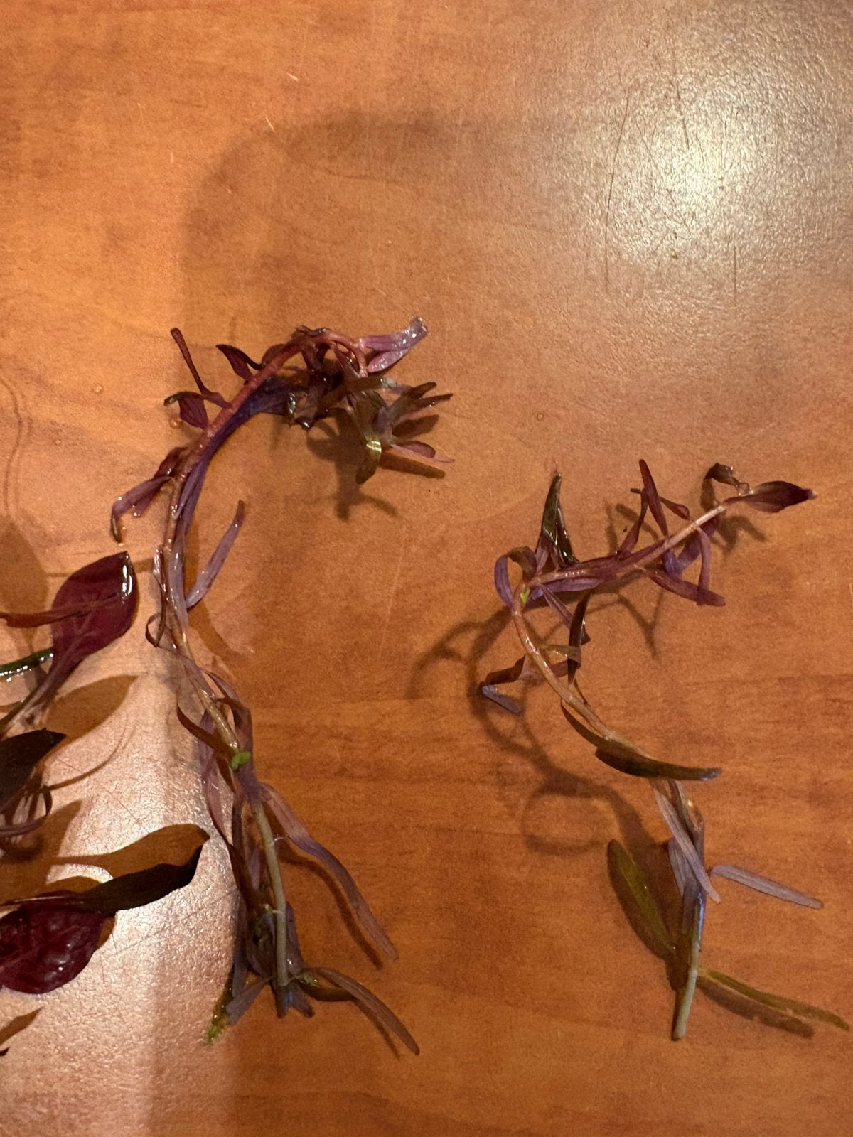 Gratis verschillende aquaria planten en mos, Ophalen, Plant(en), Steen of Hout