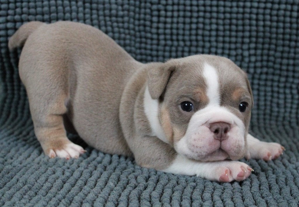 Old English Bulldog puppy, Fokker | Hobbymatig, 8 tot 15 weken, Buitenland, Parvo