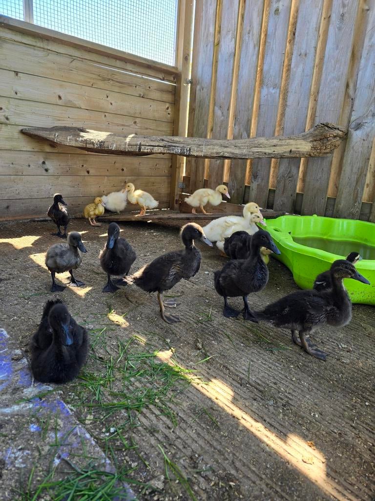 Cayuga en mix cayuga loopeend, Meerdere dieren, Eend