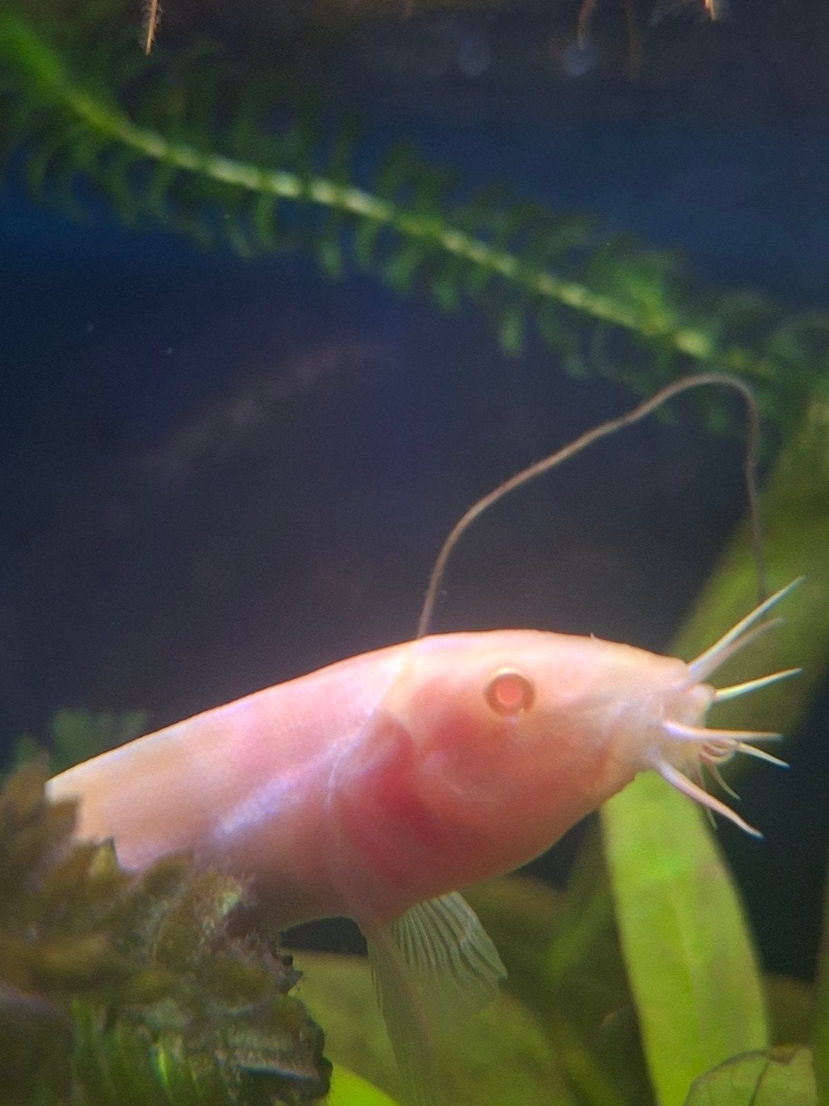Aziatische modderkruiper, Vis, Zoetwatervis
