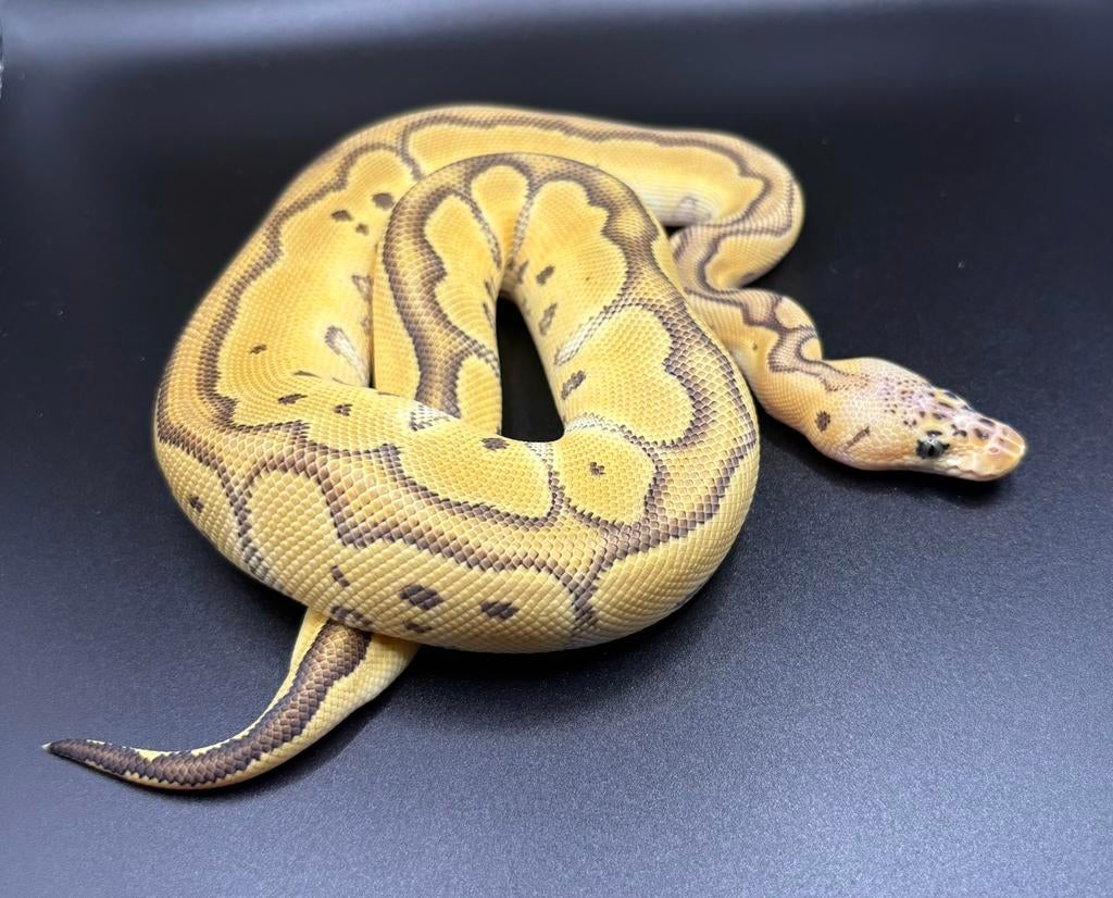 0.1 Pastel Orange Dream Jungle Woma Clown ball python regius Ball Python - male for sale from RPM